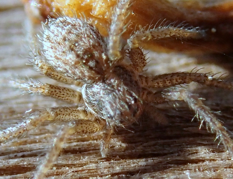 Quasi una sfida: Thanatus sp. - Villorba (TV)